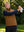 Outdoor shot of a model swinging a golf club, dressed in the brown windproof golf vests with zip pockets.